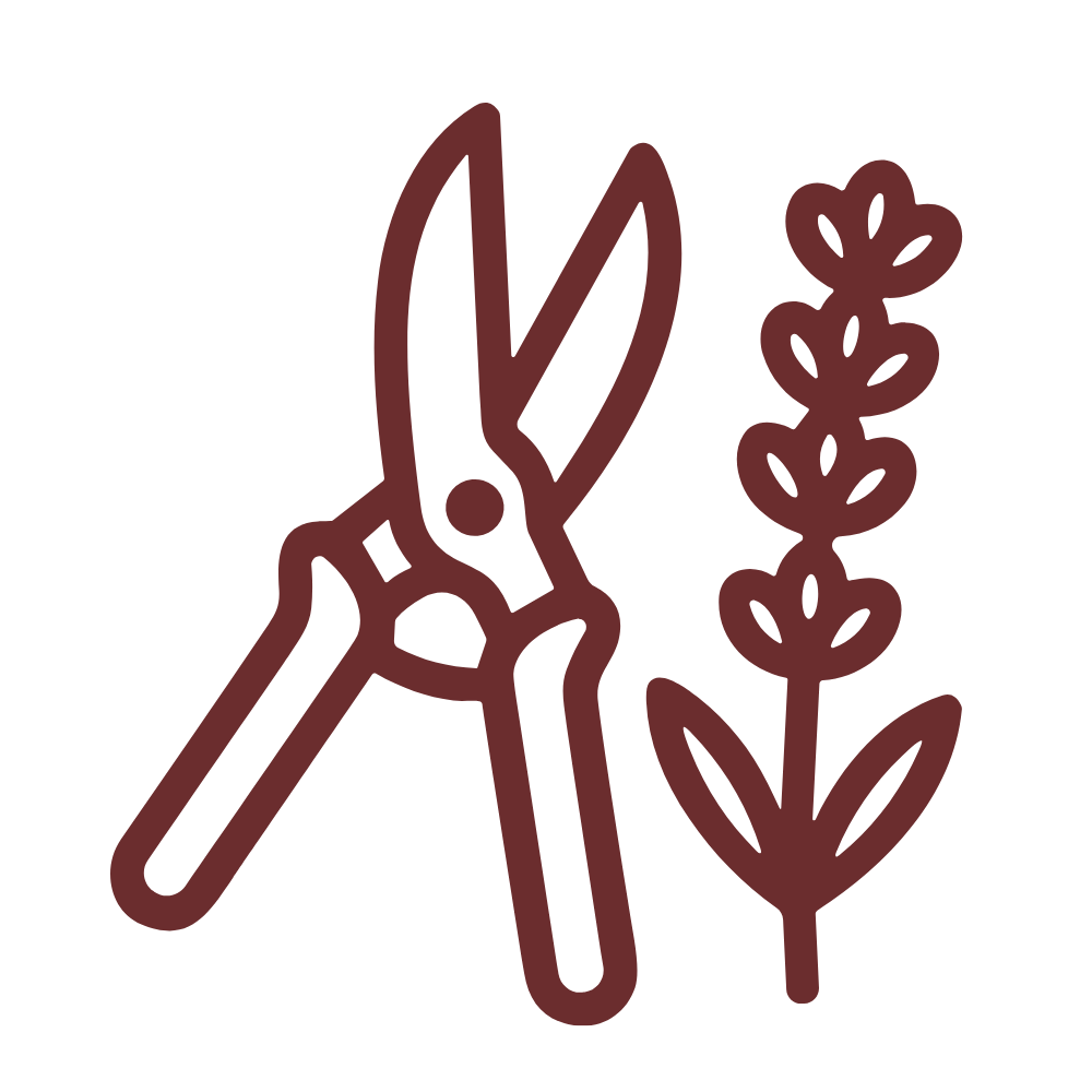 A minimalist brown line icon showing pruning shears next to a flowering herb stem on a white background.